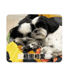 犬と日常スタンプ（個別スタンプ：40）
