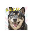 今田ハルのスタンプ（個別スタンプ：1）