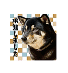 今田ハルのスタンプ（個別スタンプ：16）