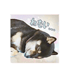 今田ハルのスタンプ（個別スタンプ：21）