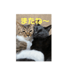 むこて（個別スタンプ：5）