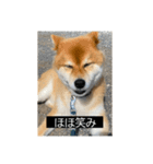 ティムの使えそうなスタンプ（個別スタンプ：9）
