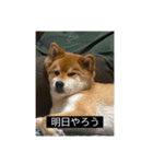 ティムの使えそうなスタンプ（個別スタンプ：10）