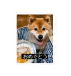 ティムの使えそうなスタンプ（個別スタンプ：17）
