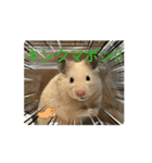 ボンくん(̨̡՞ . .՞)̧̢（個別スタンプ：2）