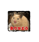 ボンくん(̨̡՞ . .՞)̧̢（個別スタンプ：4）