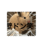 ボンくん(̨̡՞ . .՞)̧̢（個別スタンプ：5）