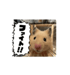 ボンくん(̨̡՞ . .՞)̧̢（個別スタンプ：8）
