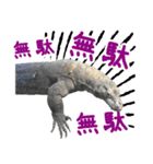【公式】東山動植物園のコモドオオトカゲ（個別スタンプ：5）