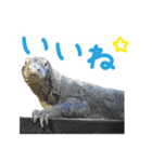 【公式】東山動植物園のコモドオオトカゲ（個別スタンプ：7）