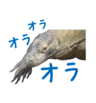 【公式】東山動植物園のコモドオオトカゲ（個別スタンプ：11）