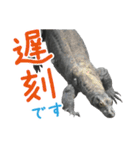 【公式】東山動植物園のコモドオオトカゲ（個別スタンプ：12）