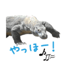 【公式】東山動植物園のコモドオオトカゲ（個別スタンプ：14）