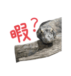 【公式】東山動植物園のコモドオオトカゲ（個別スタンプ：16）