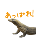 【公式】東山動植物園のコモドオオトカゲ（個別スタンプ：19）