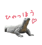【公式】東山動植物園のコモドオオトカゲ（個別スタンプ：20）