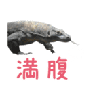 【公式】東山動植物園のコモドオオトカゲ（個別スタンプ：23）