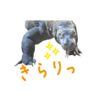 【公式】東山動植物園のコモドオオトカゲ（個別スタンプ：26）