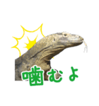 【公式】東山動植物園のコモドオオトカゲ（個別スタンプ：27）