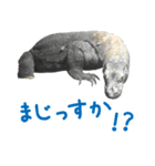 【公式】東山動植物園のコモドオオトカゲ（個別スタンプ：28）