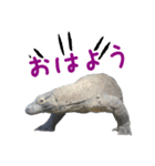【公式】東山動植物園のコモドオオトカゲ（個別スタンプ：30）