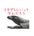 【公式】東山動植物園のコモドオオトカゲ（個別スタンプ：32）