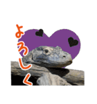 【公式】東山動植物園のコモドオオトカゲ（個別スタンプ：33）