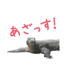 【公式】東山動植物園のコモドオオトカゲ（個別スタンプ：34）
