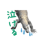 【公式】東山動植物園のコモドオオトカゲ（個別スタンプ：39）