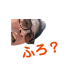かつおぉまぐろぉ（個別スタンプ：7）