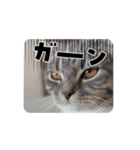 アールとエル（個別スタンプ：16）