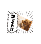 春夏秋冬@N（個別スタンプ：5）