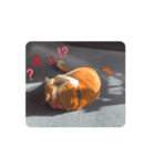 茶白猫のちゃっぴー動く（個別スタンプ：2）