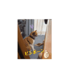 茶白猫のちゃっぴー動く（個別スタンプ：5）