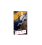 茶白猫のちゃっぴー動く（個別スタンプ：7）