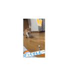 茶白猫のちゃっぴー動く（個別スタンプ：8）