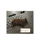 米太とつなとでんちゃん（個別スタンプ：7）