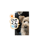 米太とつなとでんちゃん（個別スタンプ：10）