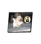 米太とつなとでんちゃん（個別スタンプ：11）