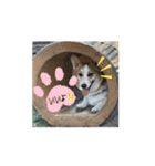 米太とつなとでんちゃん（個別スタンプ：12）