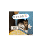 米太とつなとでんちゃん（個別スタンプ：13）