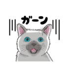 黒猫さんとシャム猫さんの日常2（個別スタンプ：20）