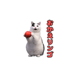 動く！踊るダジャレ猫ミーム(パート2)（個別スタンプ：3）