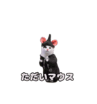 動く！踊るダジャレ猫ミーム(パート2)（個別スタンプ：8）