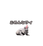 動く！踊るダジャレ猫ミーム(パート2)（個別スタンプ：18）