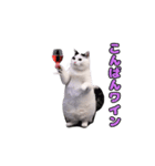 動く！踊るダジャレ猫ミーム(パート2)（個別スタンプ：22）