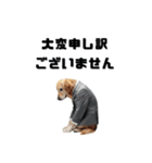 スーツ犬のビジネススタンプ（個別スタンプ：33）