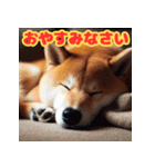 柴犬のほのぼの挨拶スタンプ（個別スタンプ：3）