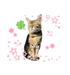ごにゃんとP家の仲間たち（個別スタンプ：2）