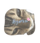 ごにゃんとP家の仲間たち（個別スタンプ：4）